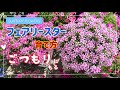 「フェアリースター」育て方 「モリモリ咲きの闇？！」も暴露しちゃいます