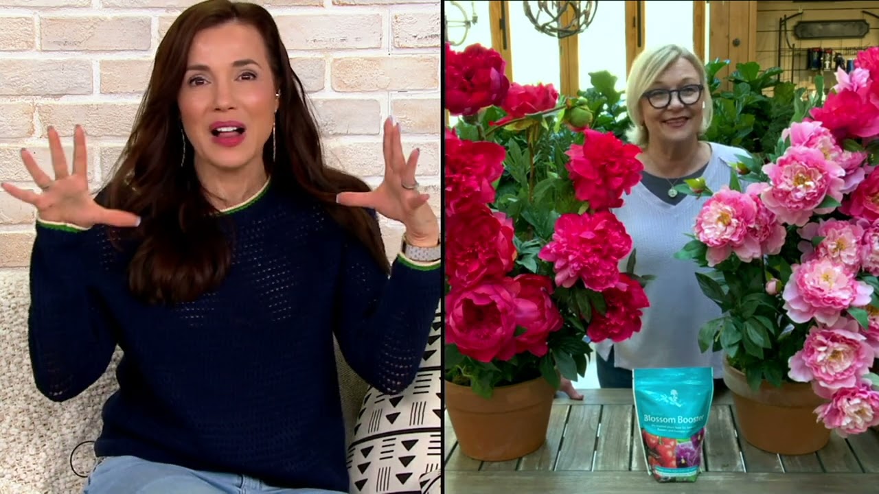 Barbara King 3-Piece Pretty in Pink Peony Live Plants on QVC