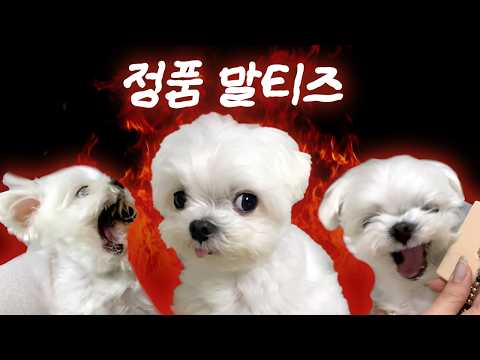 🔥박보리 승질머리 모음집🔥