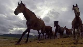 Susan Boyle   Wild Horses