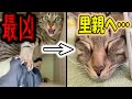 過去最凶な元野良猫に里親様が見つかりました