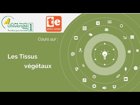 Cours Les Tissus Végétaux Pr Ighilhariz zohra