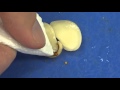 Lima Bean Dissection: Uncovering Seed Structure and Embryo Development