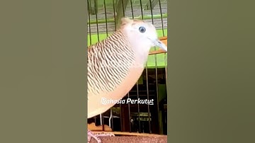 Perkutut Lokal Gacor Suara Paling Ampuh | Pancingan Burung Perkutut Agar Cepat Bunyi