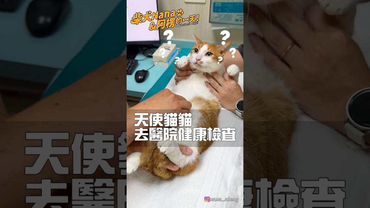 不怕去獸醫院的橘寶🐈