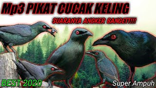 MP3 RIBUT CUCAK KELING•TERBUKTI AMPUH UNTUK  PIKAT