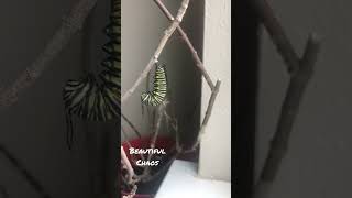 Caterpillar transformation to becoming a beautiful monarch butterfly Timelapse Monarch Butterfly Pupation Gtl Greentimelapse Timelapse