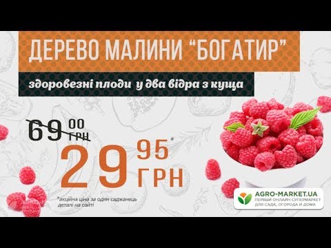 Малиновое дерево 'Богатырь'