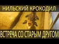 Мой старый друг - нильский крокодил Умка