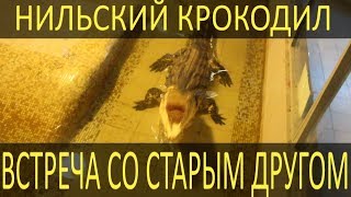 Мой старый друг - нильский крокодил Умка