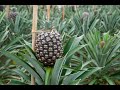Complete Pineapple Farming Guide | Useful tips & best practices