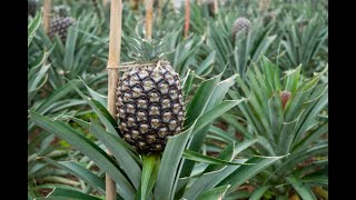 Complete Pineapple Farming Guide | Useful tips & best practices