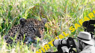 What Happened this Leopard's Cubs- Virtual Safari # 216