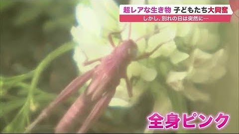 幸せのバッタ Youtube