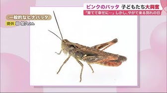 幸せのバッタ Youtube