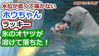 水位が低くて届かないホウちゃんラッキー?氷のオヤツが落ちてきた！【天王寺動物園】