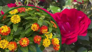 Malmborg's Garden Center | Spring Open House 2026 Malmborg's Garden Center | Spring Open House 2026