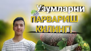 Узумларни ПАРВАРИШ КИЛИНГ | Узум