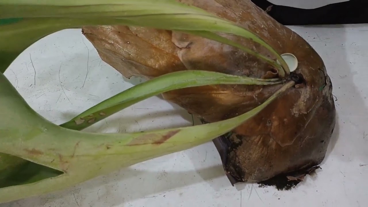 CUERNO DE ALCE Y SUS ENFERMEDADES