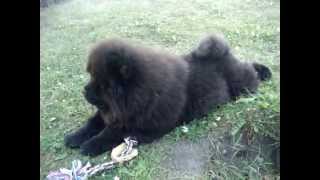 chow chow in black