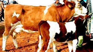 أسعار الأبقار الحالوب والعجول الصغيرة  اليوم في سوق  حاسي بحبح ولاية الجلفة 14 ديسمبر 2023