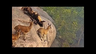 These Wild Dogs Messed With The Wrong Opponent !