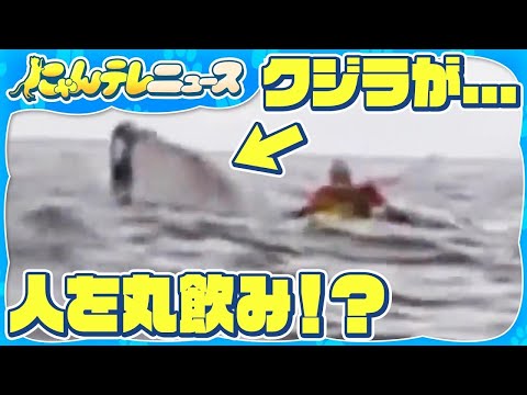 【クジラがパクリッ！？】カヤックの男性 突然現れたクジラにのみ込まれて… チリ