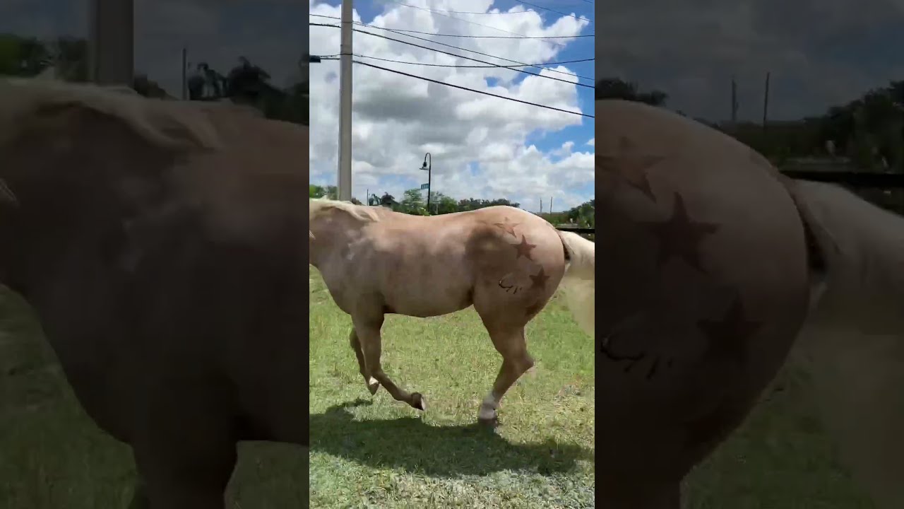 Stunning Palomino Quarter Horse Transformation