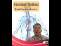 Efecto de hormonas tiroides en el sistema cardiovascular