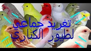 تغريد جماعي لطيور الكناري صالح لتهييج الأيناث