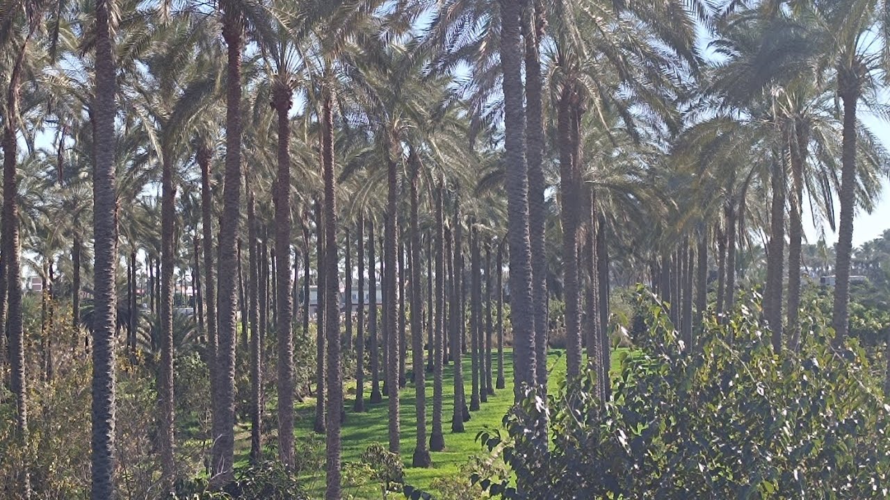 فدانين ملك للبيع عليهم جوز منازل اخر فخامه