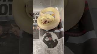Celebrity Snow zebra snow carpet python #reptiles #goldcoast #reptileslover #python Net Worth