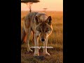 African golden wolf |Animal#202| #wildlife #animallife #nature #shorts  #animals #shorts #learning