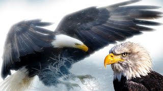 Eagle sound effect.. l. suara burung elang