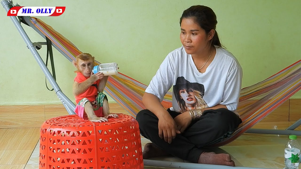 Mr. Olly Drinking Milk On Big Red Basket