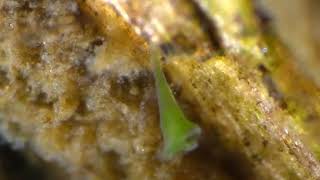 Stentor polymorphus