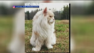 Science of the Weird : Giant Maine Coon Cat
