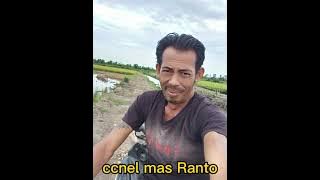 suara pikat kombinasi burung sawah jos MP3 nya.