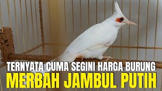 MERBAH JAMBUL PUTIH BURUNG IMPORT PALING LANGKA ! TERNYATA CUMA SEGINI HARGANYA ?