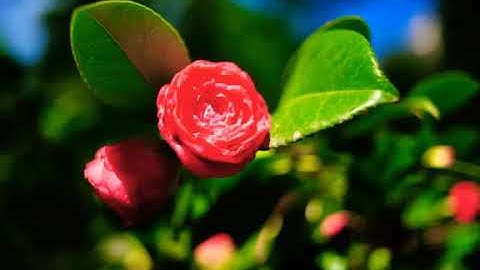 حالات واتس اب دينية🌸 قرأن كريم🌸سورة الفاتحة🌸