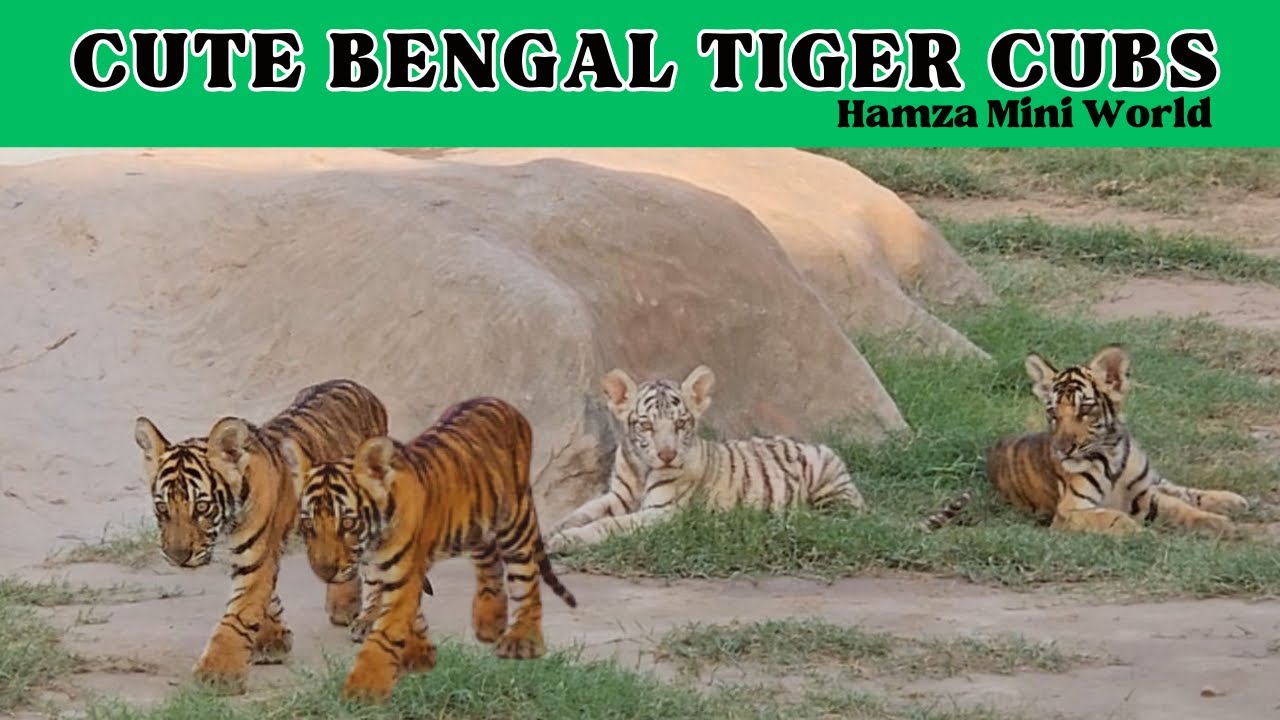 Cute Bengal Tiger Cubs Playing || Hamza Mini World - YouTube