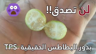 شاهد انتاج بذور البطاطس الحقيقية بالتجربة 👌 ولأول مرة على اليوتيوب بالعربية