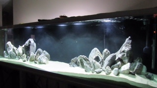 Huge African Cichlid Tank