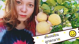 ต้นเลม่อน ปลูกที่นราธิวาส ลูกดกมาก My lemon tree at Narathiwat