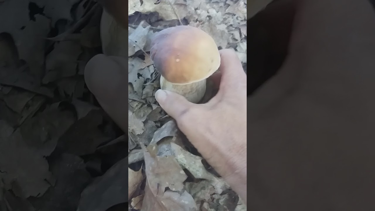 Boleto edulis 14 Ottobre 2021