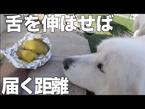 たくさんのプレゼント いつもありがとうございます。