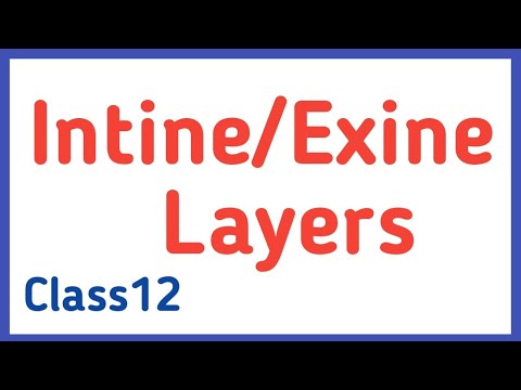 Видео: Difference Between Exine And Intine