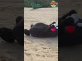 Kumamon wants SUMMER!!☀️⛱️