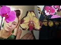 Как живут мои Орхидеи в ГРЯЗНОМ Керамзите и с Жуткими зелёными водорослями