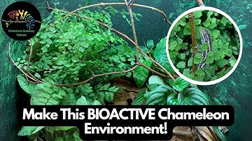 Make This Chameleon Bioactive Environment!